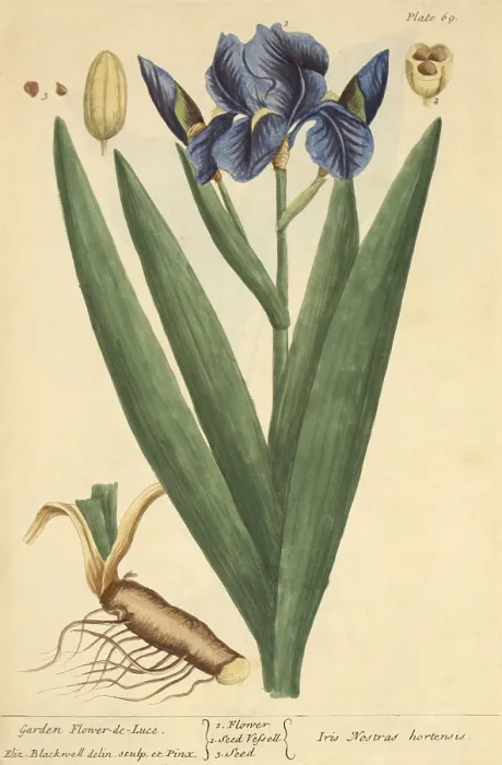 Framed Print : Iris, Medicinal Plant, 1737