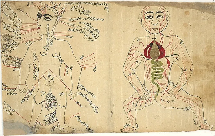 Framed Print : Islamic Anatomical Drawings, 17th Century
