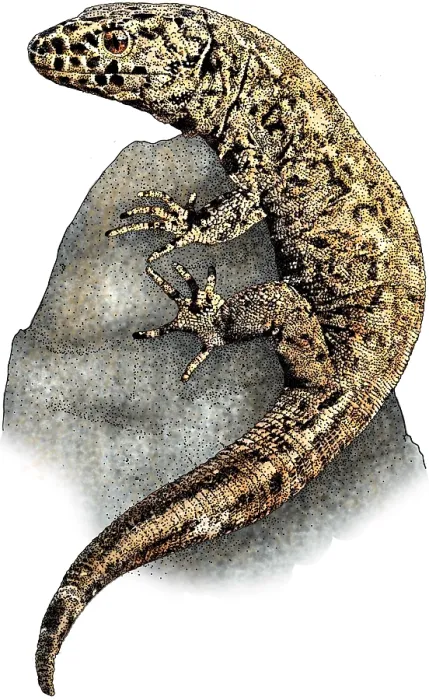 Framed Print : Island Night Lizard Framed Print : Island Night Lizard