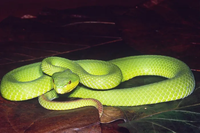 Framed Print : Island Pit Viper Framed Print : Island Pit Viper