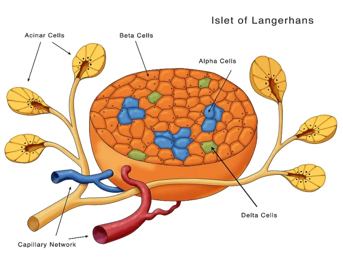 Framed Print : Islets of Langerhans, Diagram Framed Print : Islets of Langerhans, Diagram
