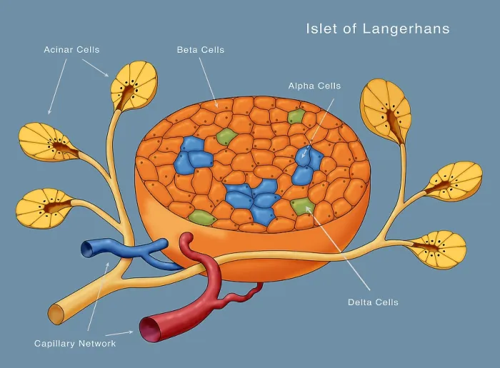 Framed Print : Islets of Langerhans, Diagram Framed Print : Islets of Langerhans, Diagram