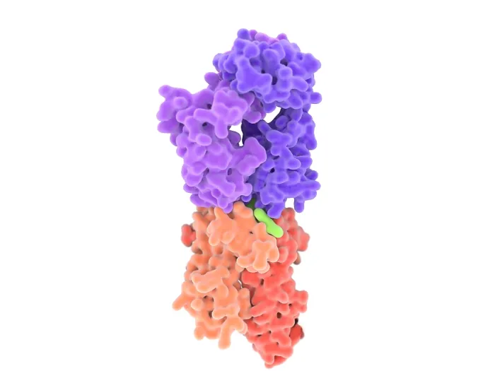 Framed Print : Isolated view of a T-cell receptor in complex with the MHC class II-peptide complex