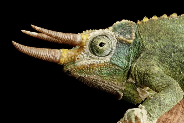 Framed Print : Jackson's Chameleon Framed Print : Jackson's Chameleon