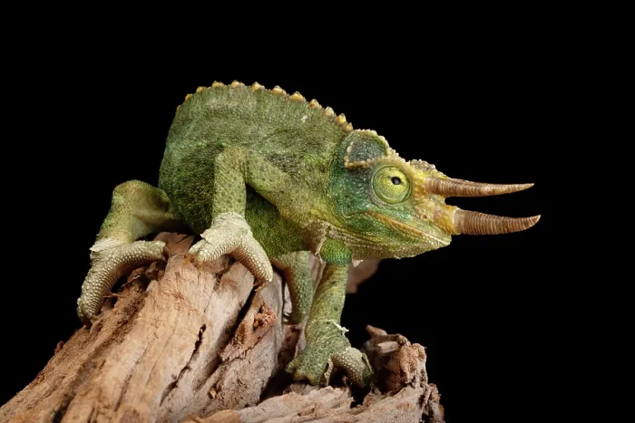 Framed Print : Jackson's Chameleon on Log Framed Print : Jackson's Chameleon on Log