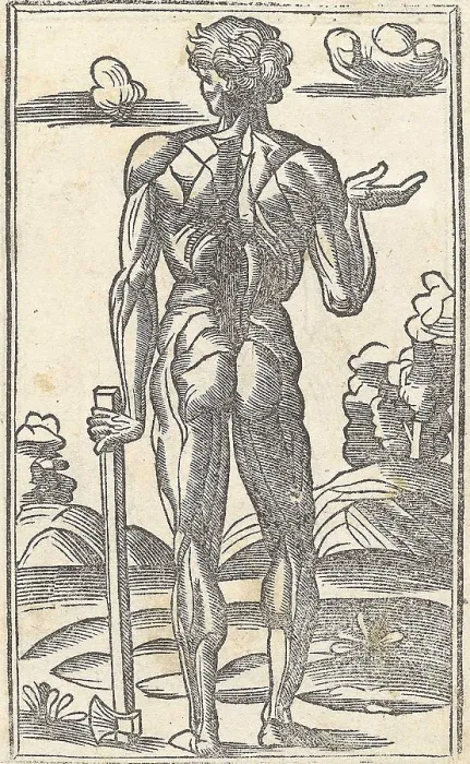 Framed Print : Jacopo Berengario da Carpi, Anatomy Framed Print : Jacopo Berengario da Carpi, Anatomy