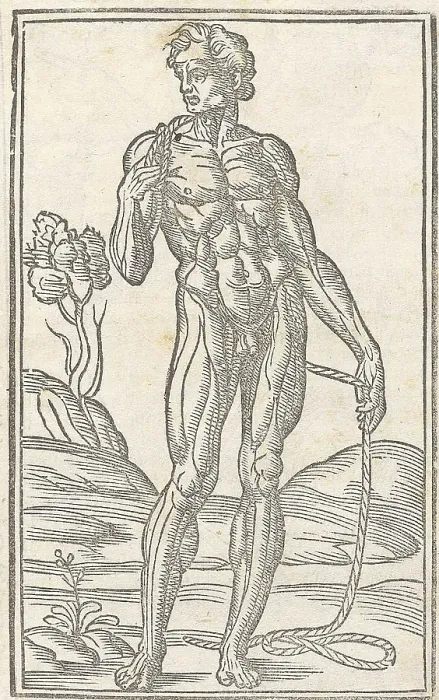 Framed Print : Jacopo Berengario da Carpi, Anatomy Framed Print : Jacopo Berengario da Carpi, Anatomy