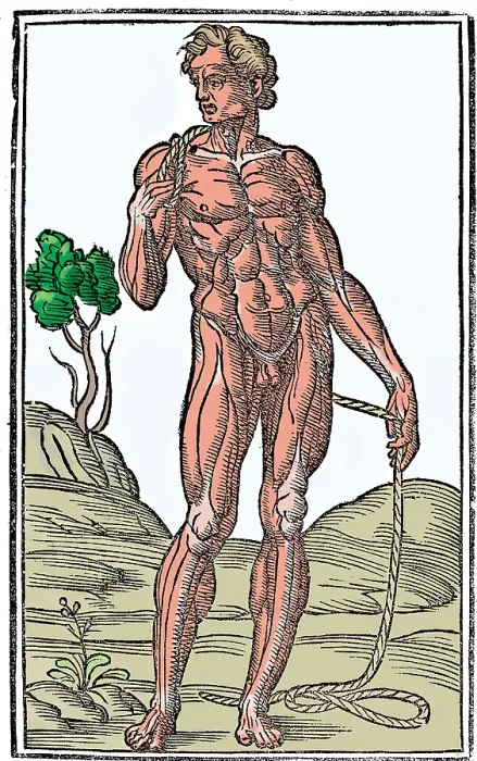 Framed Print : Jacopo Berengario da Carpi, Anatomy Framed Print : Jacopo Berengario da Carpi, Anatomy