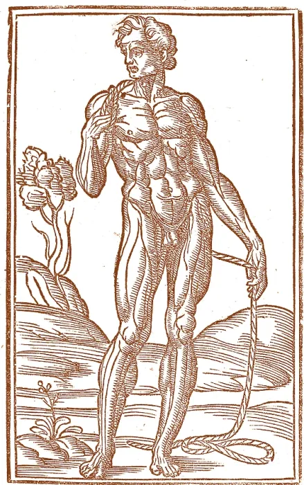 Framed Print : Jacopo Berengario da Carpi, Anatomy Framed Print : Jacopo Berengario da Carpi, Anatomy