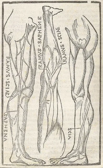 Framed Print : Jacopo Berengario da Carpi, Anatomy Framed Print : Jacopo Berengario da Carpi, Anatomy
