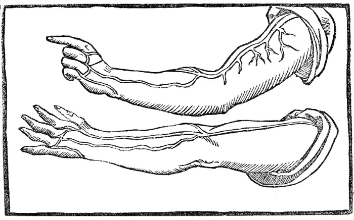 Framed Print : Jacopo Berengario da Carpi, Arteries Framed Print : Jacopo Berengario da Carpi, Arteries