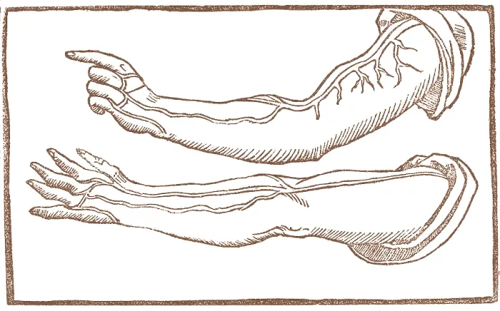 Framed Print : Jacopo Berengario da Carpi, Arteries Framed Print : Jacopo Berengario da Carpi, Arteries