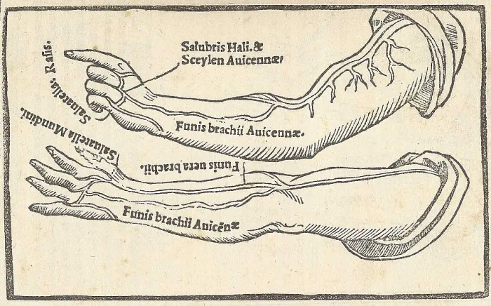 Framed Print : Jacopo Berengario da Carpi, Arteries Framed Print : Jacopo Berengario da Carpi, Arteries