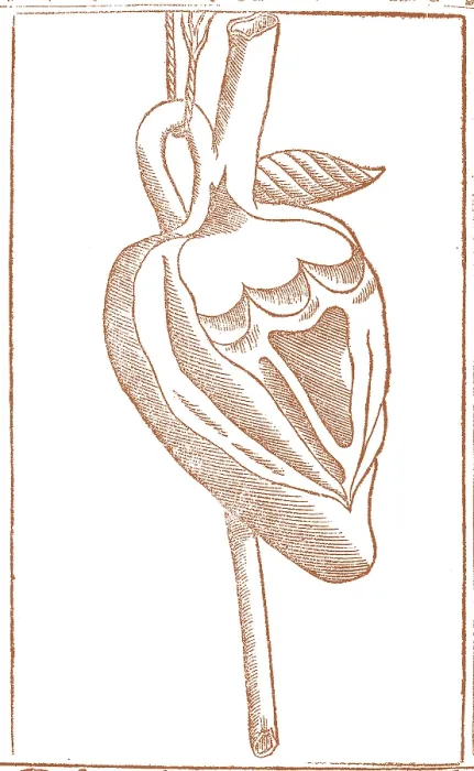 Framed Print : Jacopo Berengario da Carpi, Heart Framed Print : Jacopo Berengario da Carpi, Heart