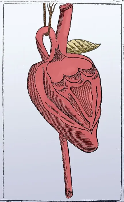 Framed Print : Jacopo Berengario da Carpi, Heart Framed Print : Jacopo Berengario da Carpi, Heart