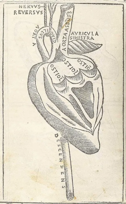 Framed Print : Jacopo Berengario da Carpi, Heart Framed Print : Jacopo Berengario da Carpi, Heart