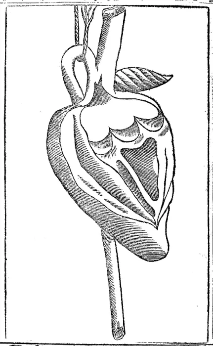 Framed Print : Jacopo Berengario da Carpi, Heart Framed Print : Jacopo Berengario da Carpi, Heart