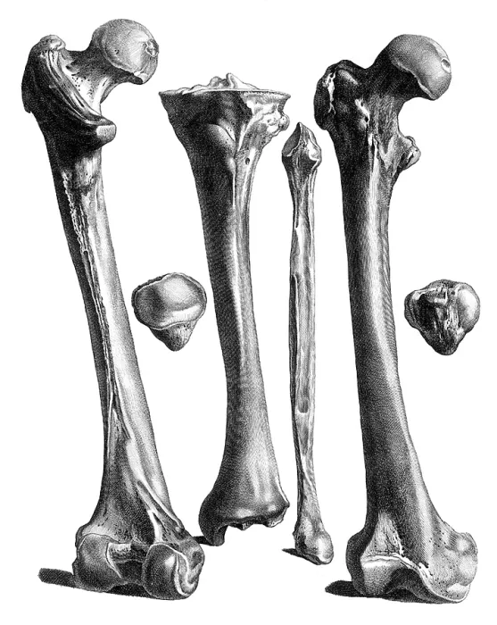 Framed Print : Jacques Gamelin, Nouveau d'osteologie, 1779 Framed Print : Jacques Gamelin, Nouveau d'osteologie, 1779