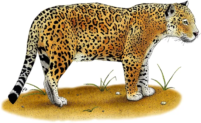 Framed Print : Jaguar, (Panthera onca) Framed Print : Jaguar, (Panthera onca)