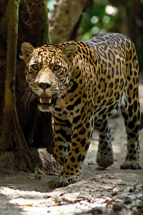 Framed Print : Jaguar. This Jaguar, Panthera onca, was photographed at a conservation Framed Print : Jaguar. This Jaguar, Panthera onca, was photographed at a conservation