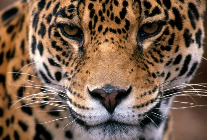 Framed Print : Jaguar (Panthera onca)