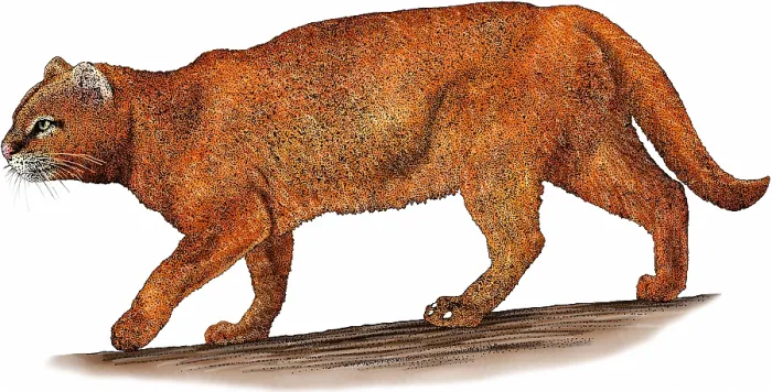 Framed Print : Jaguarundi Framed Print : Jaguarundi