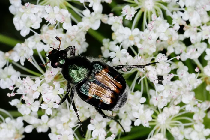 Framed Print : Japanese beetle Framed Print : Japanese beetle