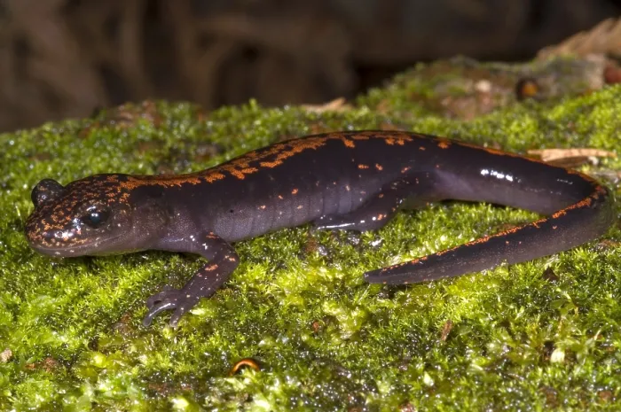 Framed Print : Japanese Clawed Salamander Framed Print : Japanese Clawed Salamander
