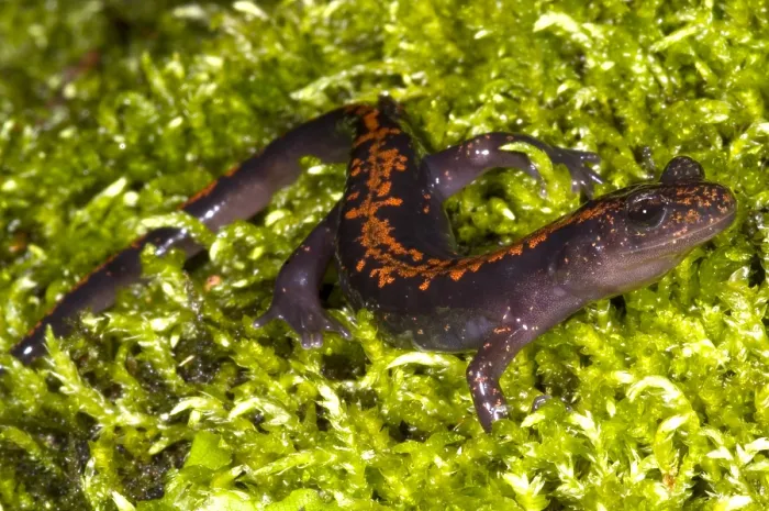 Framed Print : Japanese Clawed Salamander Framed Print : Japanese Clawed Salamander