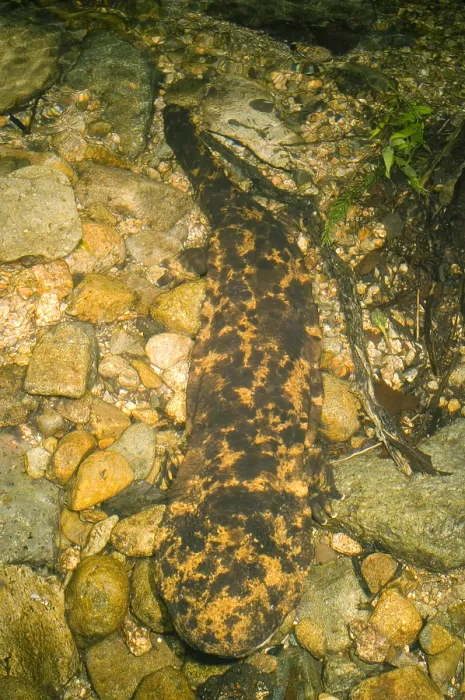 Framed Print : Japanese Giant Salamander Framed Print : Japanese Giant Salamander