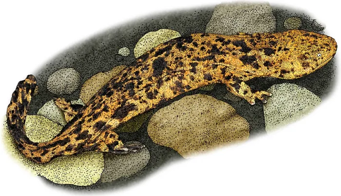 Framed Print : Japanese Giant Salamander Framed Print : Japanese Giant Salamander
