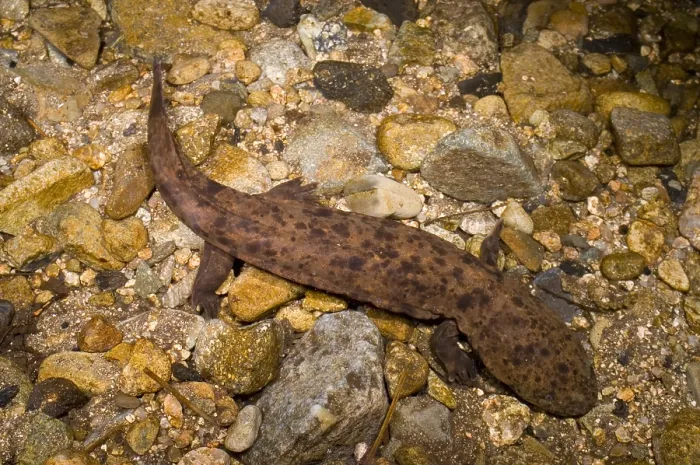 Framed Print : Japanese Giant Salamander Framed Print : Japanese Giant Salamander