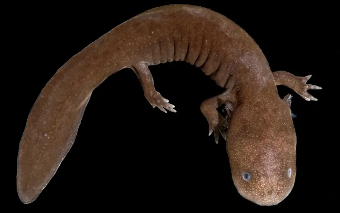 Framed Print : Japanese Giant Salamander (Andrias japonicus) Framed Print : Japanese Giant Salamander (Andrias japonicus)
