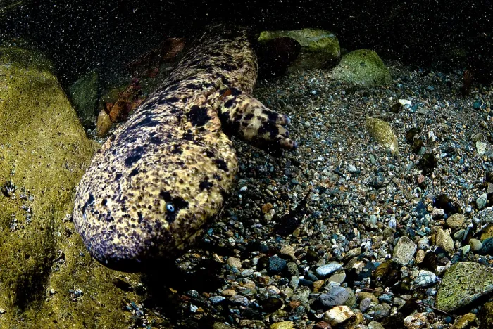 Framed Print : Japanese Giant Salamander (Andrias japonicus) Framed Print : Japanese Giant Salamander (Andrias japonicus)