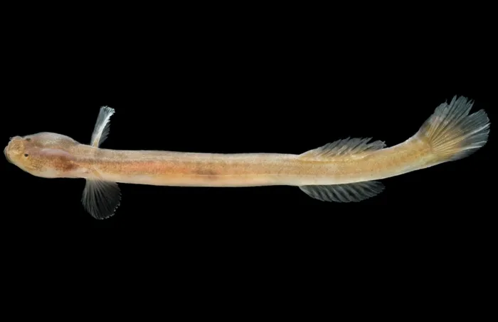 Framed Print : Japanese Groundwater Goby (Luciogobius pallidus) Framed Print : Japanese Groundwater Goby (Luciogobius pallidus)