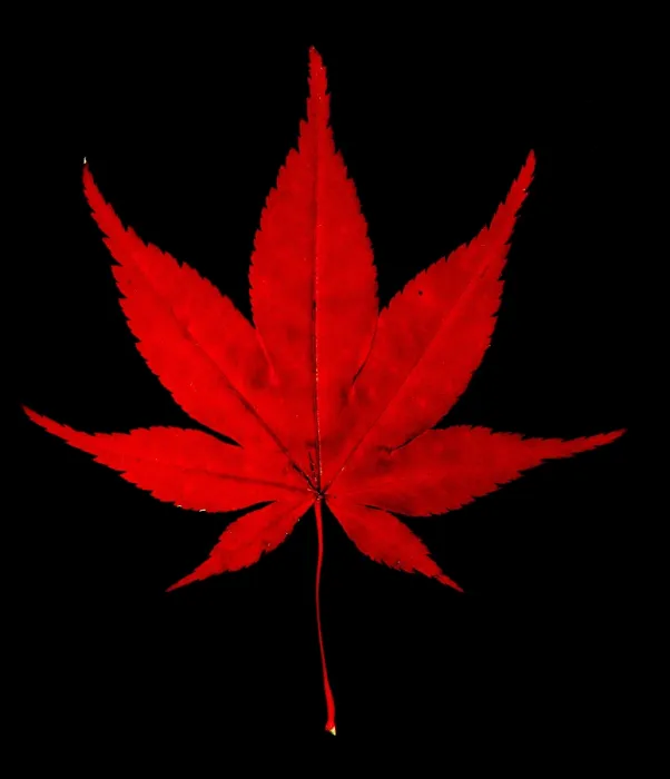 Framed Print : Japanese Maple Leaf