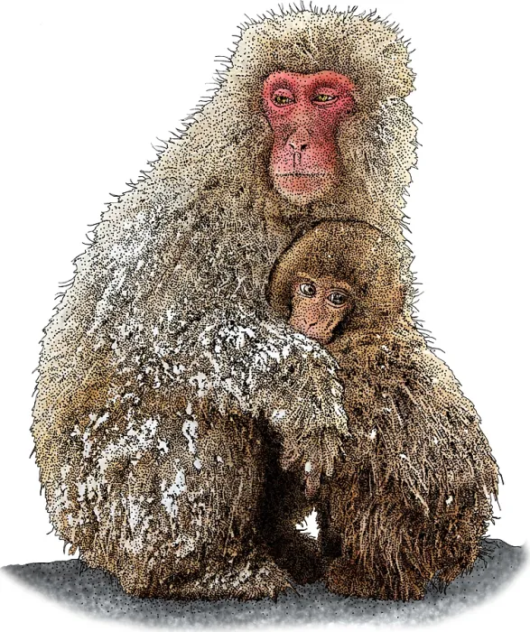Framed Print : Japanese Snow Monkeys