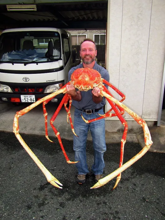 Framed Print : Japanese Spider Crab (Macrocheira kaempferi)