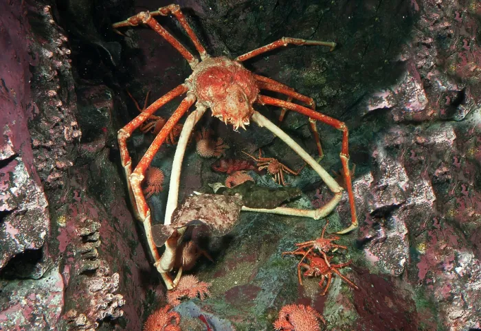 Framed Print : Japanese Spider Crab (Macrocheira kaempferi) Framed Print : Japanese Spider Crab (Macrocheira kaempferi)
