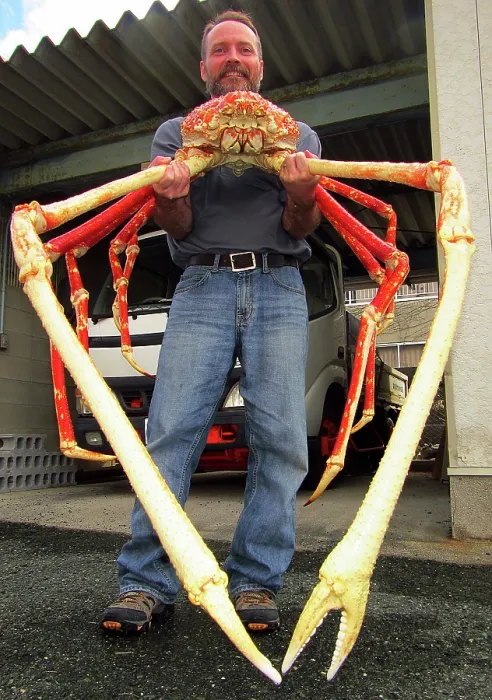 Framed Print : Japanese Spider Crab (Macrocheira kaempferi) Framed Print : Japanese Spider Crab (Macrocheira kaempferi)