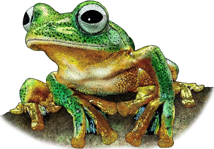 Framed Print : Javan Gliding Frog Framed Print : Javan Gliding Frog
