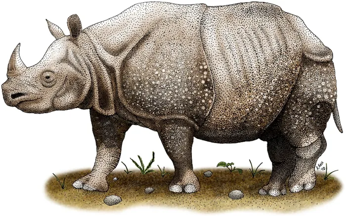 Framed Print : Javan Rhinoceros Framed Print : Javan Rhinoceros