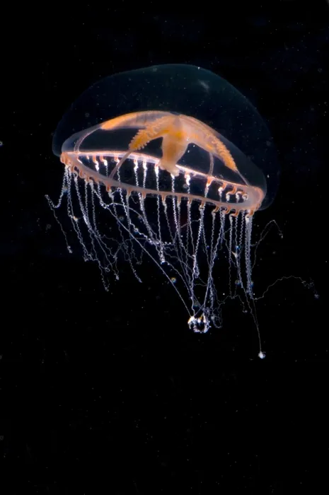Framed Print : Jellyfish. This deeper water jellyfish, Ptychogena, feeds on copepods