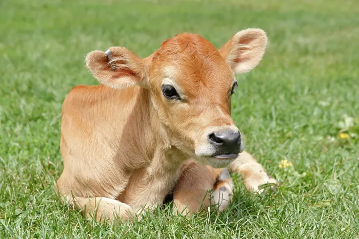 Framed Print : Jersey Cattle Calf - Male