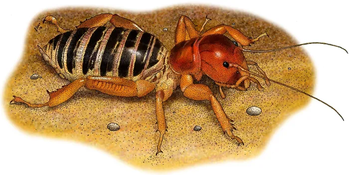 Framed Print : Jerusalem Cricket Framed Print : Jerusalem Cricket