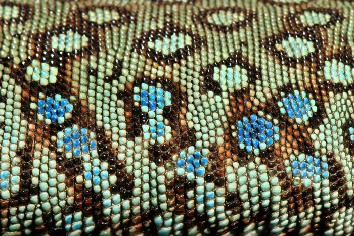 Framed Print : Jeweled Lacerta (Lacerta lepida) scale detail