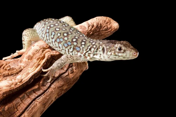 Framed Print : Jeweled Lacerta (Lacerta Lepida) on wood