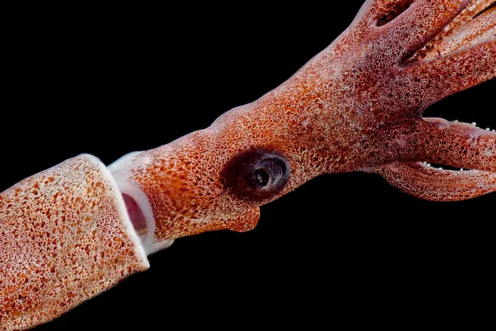 Framed Print : Joubin's squid (Joubiniteuthis portieri) Framed Print : Joubin's squid (Joubiniteuthis portieri)