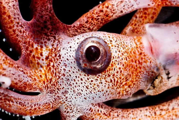 Framed Print : Joubin's squid (Joubiniteuthis portieri) Framed Print : Joubin's squid (Joubiniteuthis portieri)