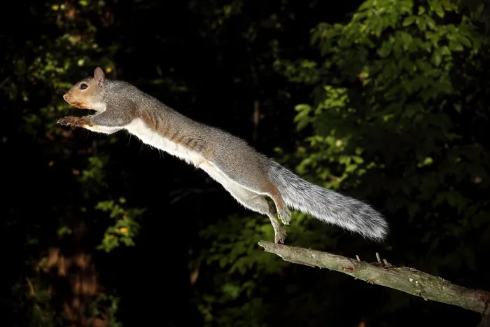 Framed Print : Jumping Gray Squirrel Framed Print : Jumping Gray Squirrel